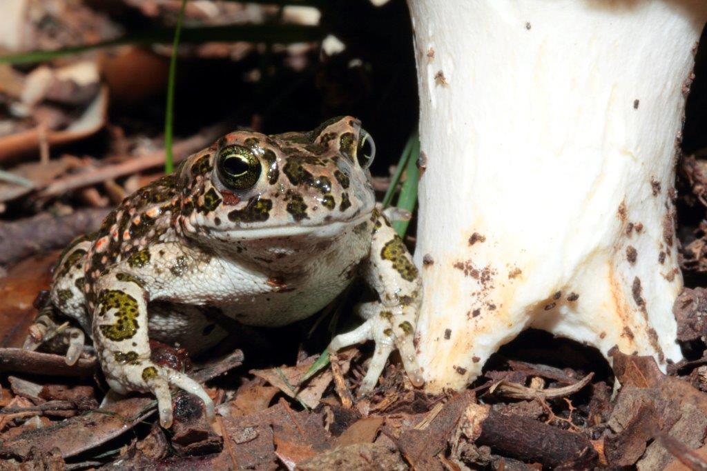 Parco Regionale di S.Rossore: il Parco degli smeraldini!